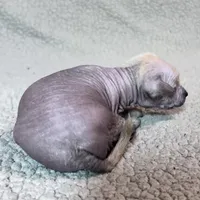 Marilyn Mini, a female Xoloitzcuintli for sale in Oklahoma City, OK – Photo 3 of 8