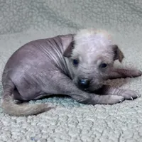 Marilyn Mini, a female Xoloitzcuintli for sale in Oklahoma City, OK – Photo 5 of 8