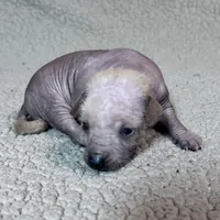 Marilyn Mini, a female Xoloitzcuintli for sale in Oklahoma City, OK – Photo 4 of 8