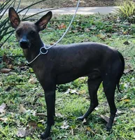 Elvis, a male Xoloitzcuintli for sale in Oklahoma City, OK – Photo 2 of 3