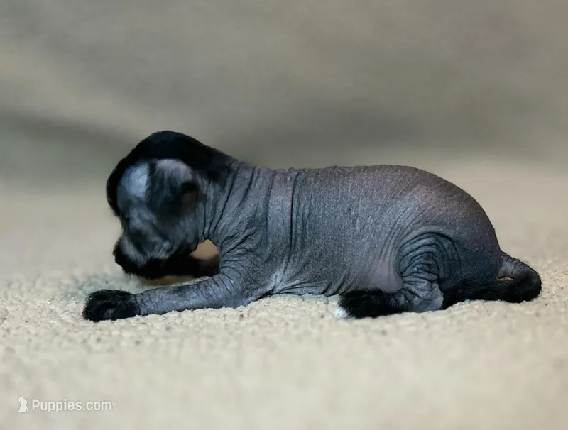 Elvis – Xoloitzcuintli puppy for sale in Oklahoma City, OK