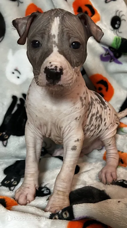 Edgar Intermediate  – Xoloitzcuintli puppy for sale in Oklahoma City, OK