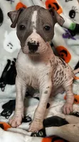 Edgar Intermediate , a male Xoloitzcuintli for sale in Oklahoma City, OK – 1 of 10