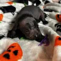 Lucien Mini, a male Xoloitzcuintli for sale in Oklahoma City, OK – 2 of 9