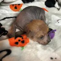 Lillith Mini, a female Xoloitzcuintli for sale in Oklahoma City, OK – 10 of 10