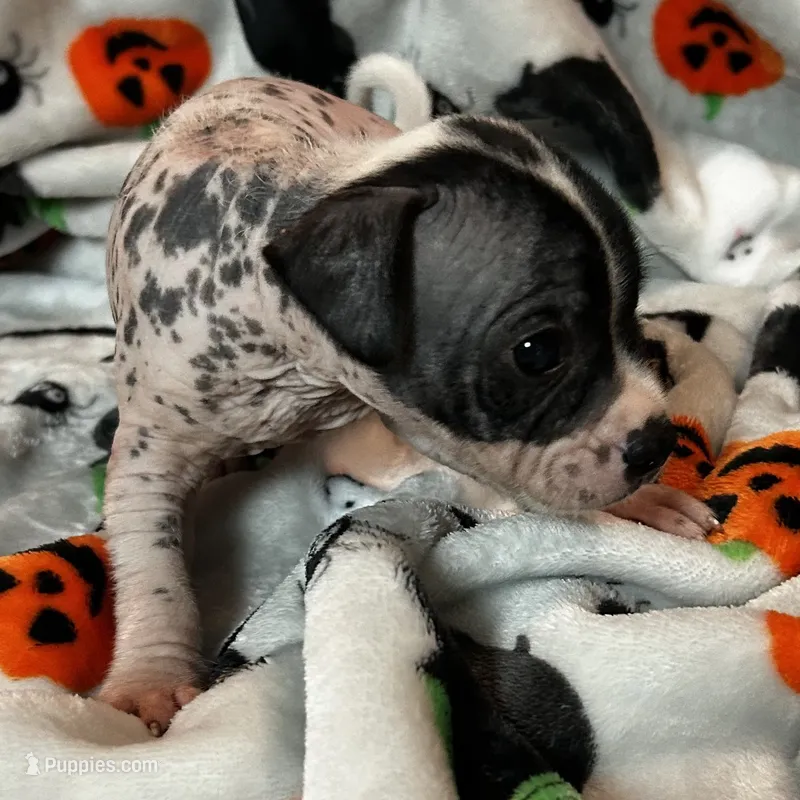 Franklin Intermediate  – Xoloitzcuintli puppy for sale in Oklahoma City, OK