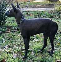Lucien Mini, a male Xoloitzcuintli for sale in Oklahoma City, OK – 5 of 9