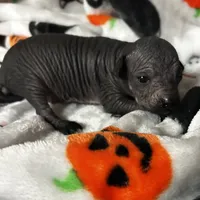 Struker Mini, a male Xoloitzcuintli for sale in Oklahoma City, OK – 8 of 10