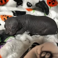 Struker Mini, a male Xoloitzcuintli for sale in Oklahoma City, OK – 10 of 10