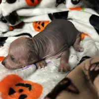 Poe Mini, a male Xoloitzcuintli for sale in Oklahoma City, OK – 6 of 8