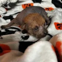 Lillith Mini, a female Xoloitzcuintli for sale in Oklahoma City, OK – 5 of 10