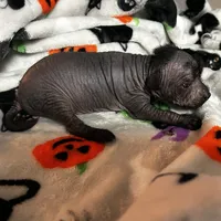 Lucien Mini, a male Xoloitzcuintli for sale in Oklahoma City, OK – 8 of 9