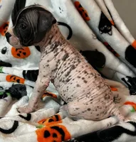Franklin Intermediate , a male Xoloitzcuintli for sale in Oklahoma City, OK – 9 of 10