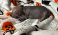 Poe Mini, a male Xoloitzcuintli for sale in Oklahoma City, OK – 4 of 8