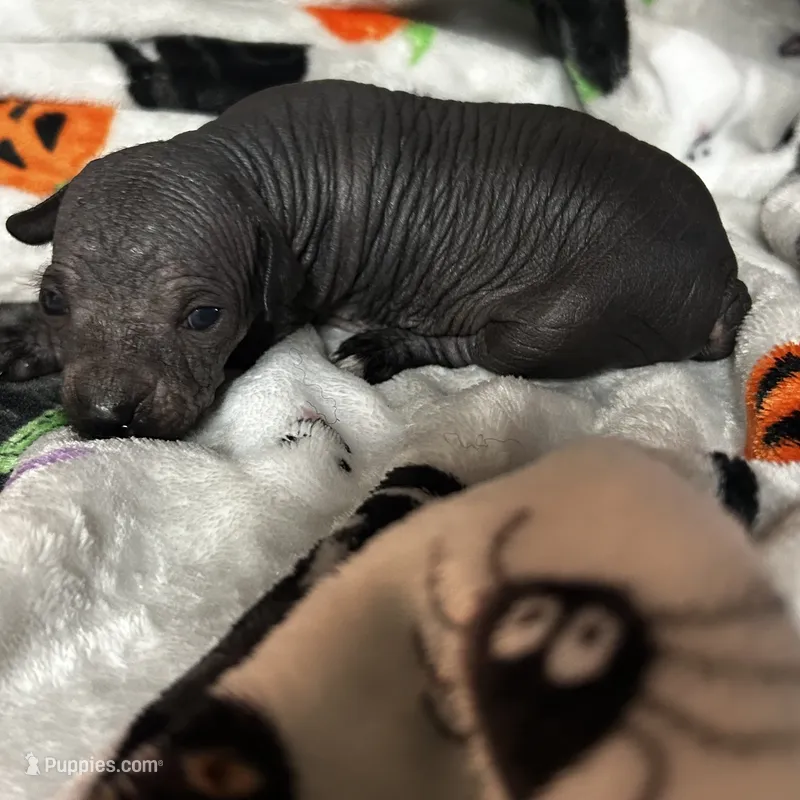Struker Mini – Xoloitzcuintli puppy for sale in Oklahoma City, OK