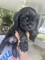 Avery black and Tan, a male Cocker Spaniel for sale in Lexington, SC – 4 of 4