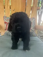 Sanibel- black w/white, a male Cocker Spaniel for sale in Lexington, SC – 6 of 6