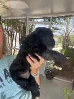 Sanibel- black w/white, a male Cocker Spaniel for sale in Lexington, SC – 4 of 6