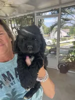 Sanibel- black w/white, a male Cocker Spaniel for sale in Lexington, SC – 2 of 6
