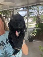 Sanibel- black w/white, a male Cocker Spaniel for sale in Lexington, SC – 5 of 6