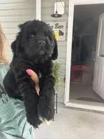 Sanibel- black w/white, a male Cocker Spaniel for sale in Lexington, SC – 3 of 6