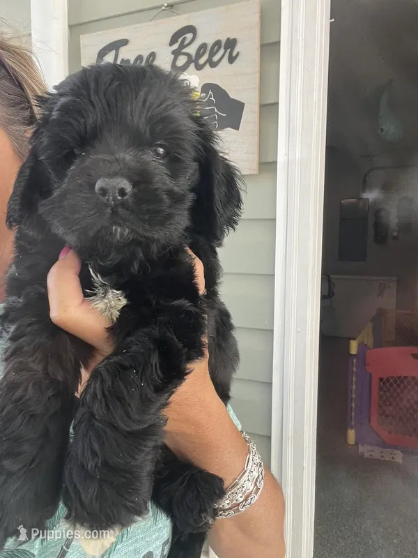 Sanibel- black w/white, a male Cocker Spaniel for sale in Lexington, SC – 1 of 6