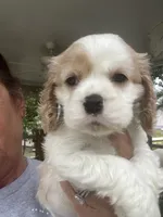 Avery Parti, a male Cocker Spaniel for sale in Lexington, SC – 1 of 6
