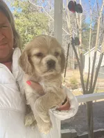 Pink Girl, a female Cocker Spaniel for sale in Lexington, SC – Photo 4 of 4