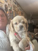 Pink Girl, a female Cocker Spaniel for sale in Lexington, SC – Photo 2 of 4