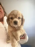 Pink Girl, a female Cocker Spaniel for sale in Lexington, SC – Photo 3 of 4