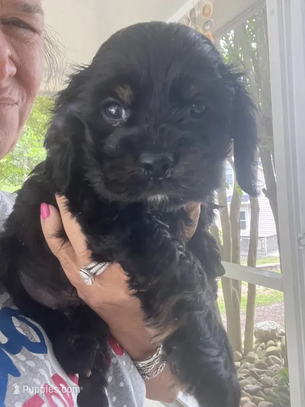 Avery black and Tan – Cocker Spaniel puppy for sale in Lexington, SC
