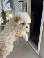Parti Boy, a male Poodle - Toy  for sale in Lexington, SC – Photo 3 of 4