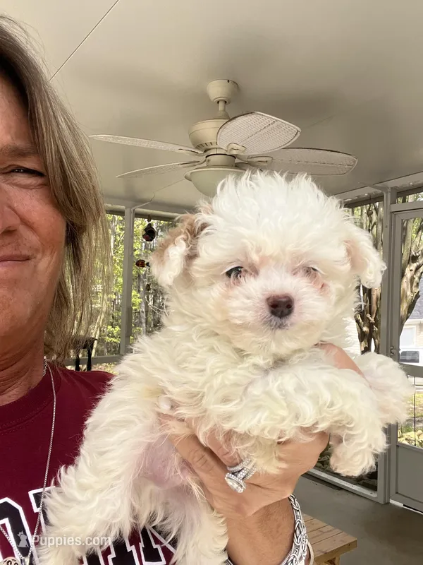 Parti Boy – Poodle - Toy  puppy for sale in Lexington, SC