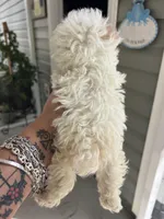 Parti Boy, a male Poodle - Toy  for sale in Lexington, SC – Photo 4 of 4