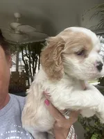 Avery Parti, a male Cocker Spaniel for sale in Lexington, SC – 3 of 6