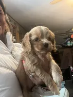 Red Girl, a female Cocker Spaniel for sale in Lexington, SC – Photo 2 of 4