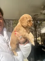 Red Girl, a female Cocker Spaniel for sale in Lexington, SC – Photo 3 of 4