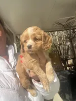 Red Girl, a female Cocker Spaniel for sale in Lexington, SC – Photo 4 of 4