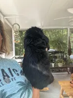 Sanibel black, a male Cocker Spaniel for sale in Lexington, SC – 3 of 6