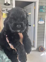 Sanibel black, a male Cocker Spaniel for sale in Lexington, SC – 6 of 6