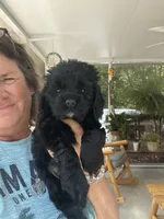 Sanibel black, a male Cocker Spaniel for sale in Lexington, SC – 4 of 6