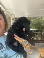 Sanibel black, a male Cocker Spaniel for sale in Lexington, SC – 5 of 6