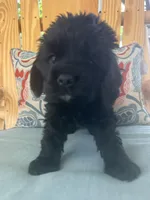 Sanibel black, a male Cocker Spaniel for sale in Lexington, SC – 2 of 6