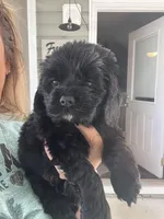 Sanibel black, a male Cocker Spaniel for sale in Lexington, SC – 1 of 6