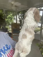 Avery Parti, a male Cocker Spaniel for sale in Lexington, SC – 4 of 6