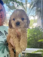 Sanibel buff w/white, a male Cocker Spaniel for sale in Lexington, SC – 2 of 6