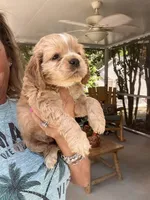 Sanibel buff w/white, a male Cocker Spaniel for sale in Lexington, SC – 1 of 6