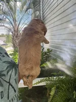 Sanibel buff w/white, a male Cocker Spaniel for sale in Lexington, SC – 6 of 6