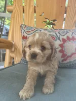 Sanibel buff w/white, a male Cocker Spaniel for sale in Lexington, SC – 4 of 6