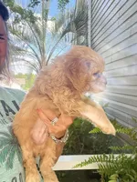 Sanibel buff w/white, a male Cocker Spaniel for sale in Lexington, SC – 5 of 6